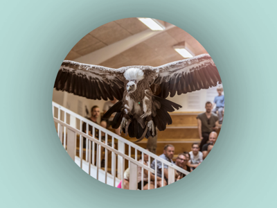 Bornholms Rovfugleshow - Årskort + insektoplevelse